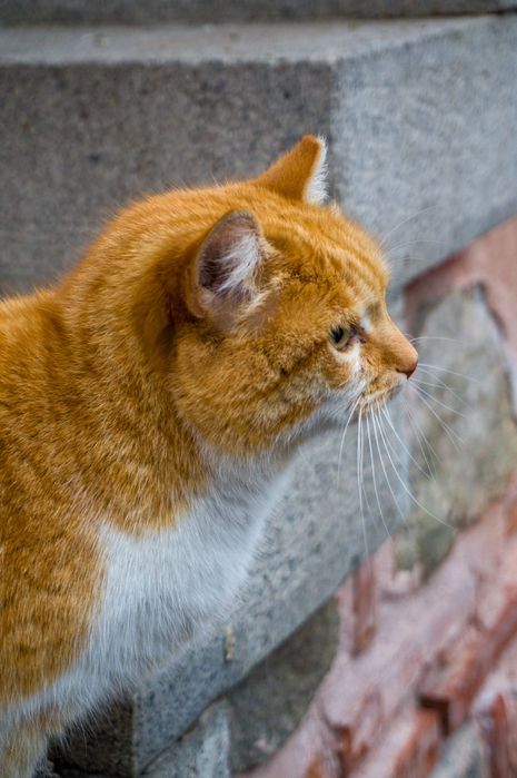 Sony NEX F3 + Sony SELP1650 (power zoom)