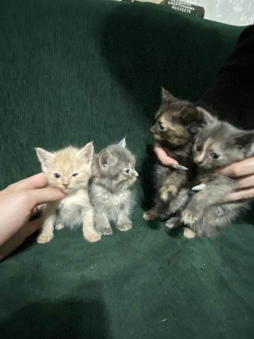 Котята в хорошие руки отдам
