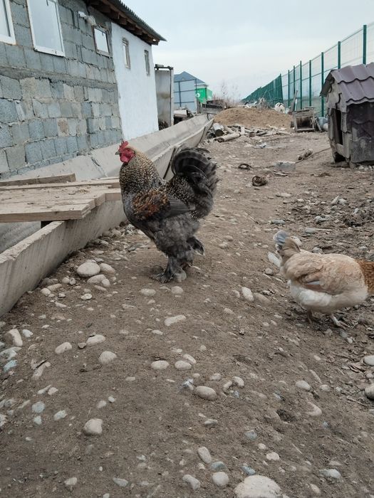 Әтеш петух брама