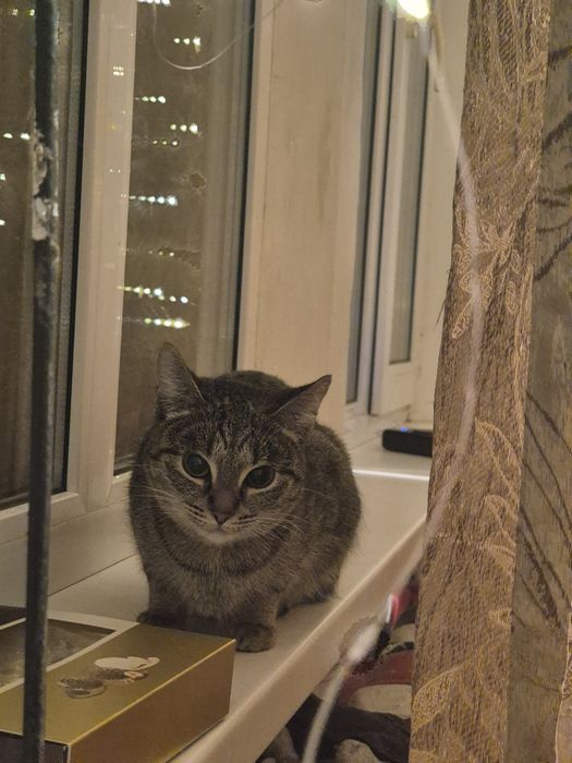 Кошка в добрые руки
