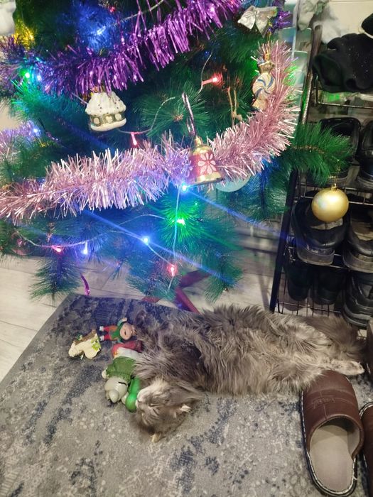 отдам кота  на передержку