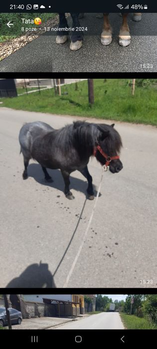 Vand sau schimb,poneiță de 8 ani