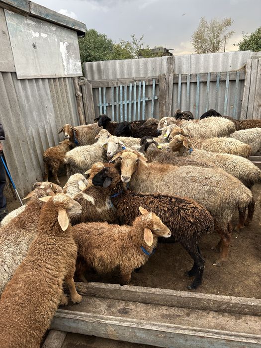 Қой сатылады/продам овец