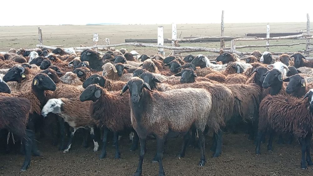 Продам баран овцематок