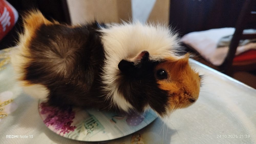 Морские свинки домашние