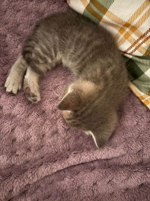 Отдам котенка мальчик британец