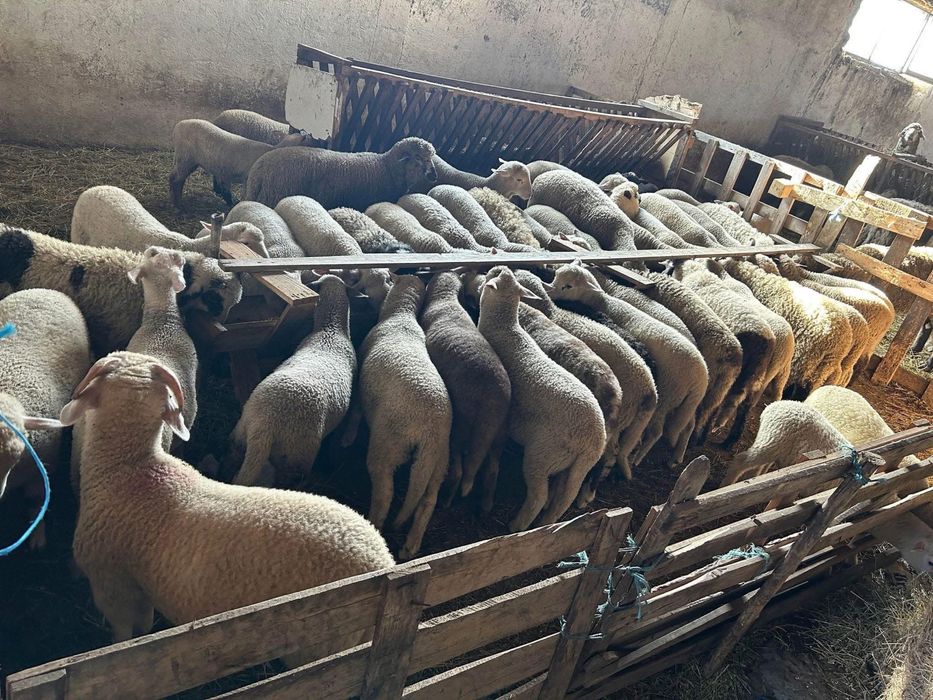 Vând Miei Pentru Paște