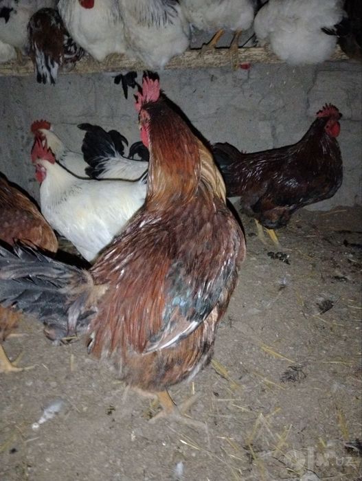 Ximxian va adliriski xoʻrozlari qoldi