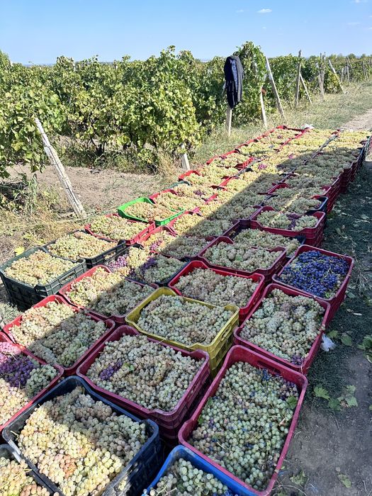 Struguri de vin