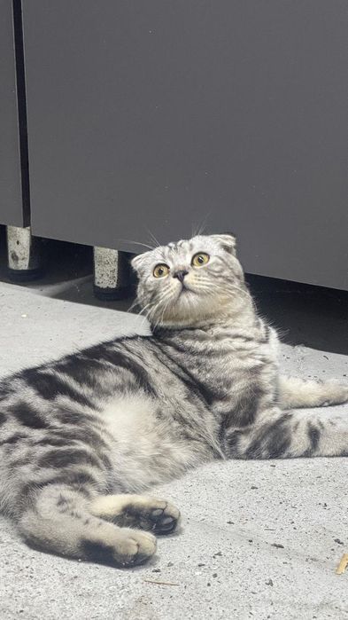Шотландский котик