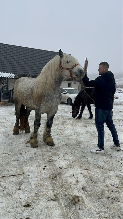 Armasar cu sange de 6 ani