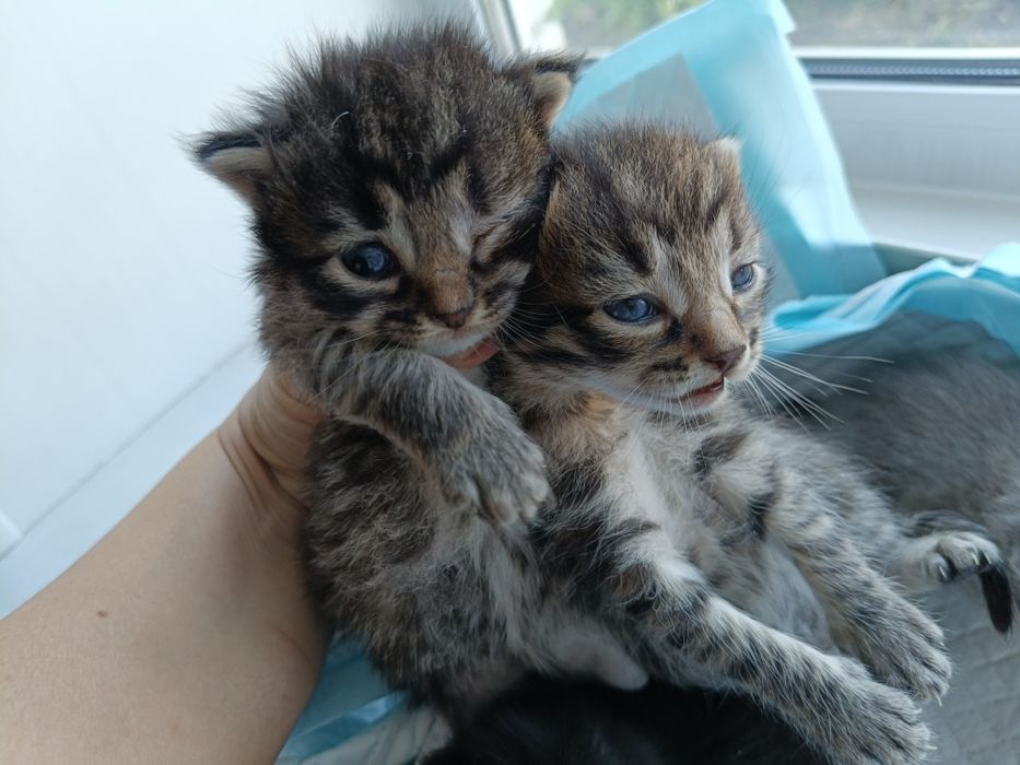 Отдам котят в хорошие руки