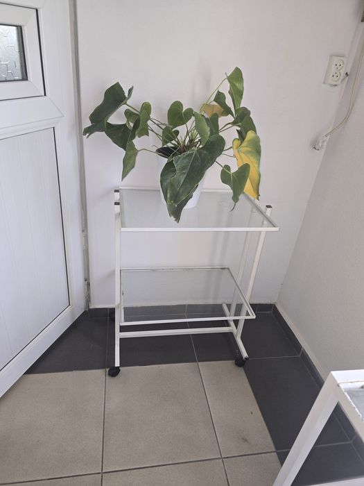 Medisinki sotol yaxwi xolata