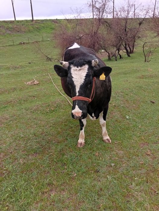 Корова голштейн  тумаган1 туу