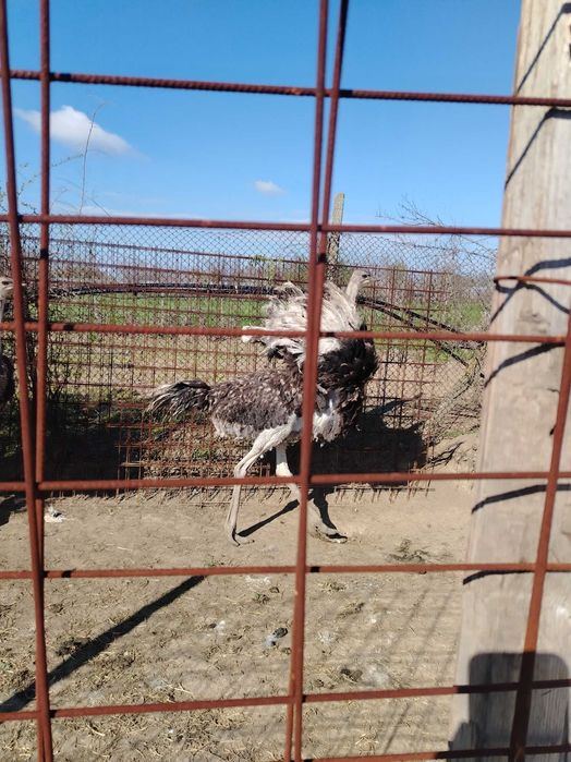 struți păsări vârstă 9 luni