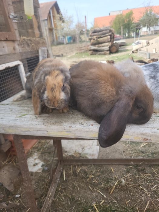 Iepuri berbec german