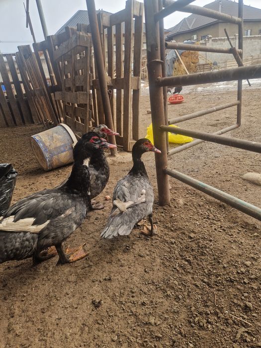 Индоутки  лавандовые