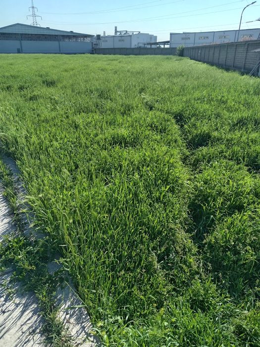 Хашак молга текинга сергелида