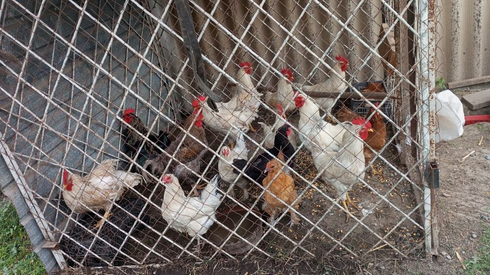 Продам домашних кур и петухов