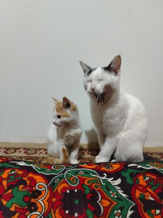 Ayollarning eng katta eshaklari