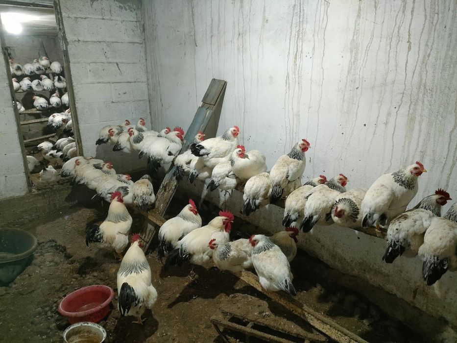 Суточные цыплята Адлер