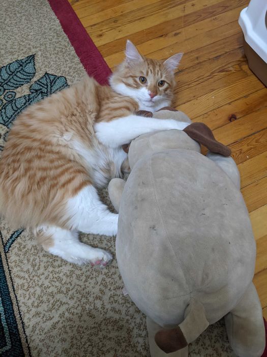 Передержка кошек котят