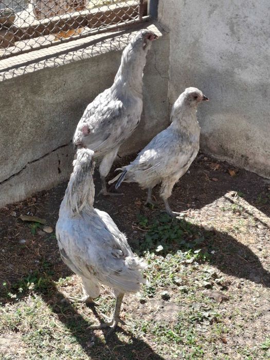 Familie British Ameraucana