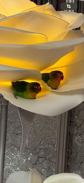Продам пару попугаев неразлучников