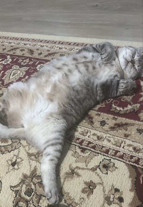 Отдам в хорошие руки