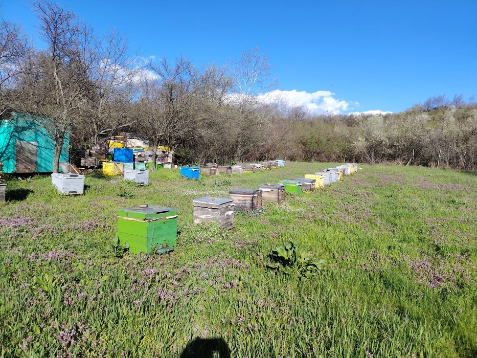 Stupi,familii albine