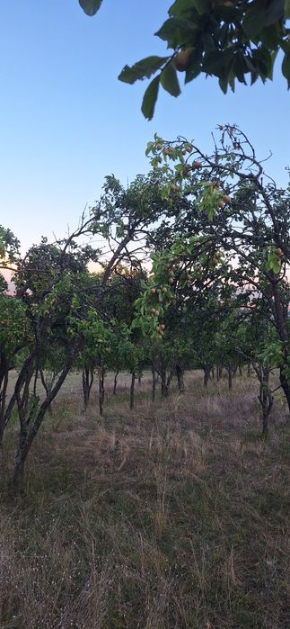 Prune de tuica de vanzare