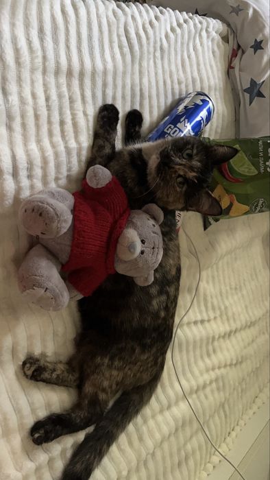 Кошка с 6 котятами