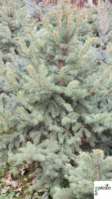 Привезена прямо из природы! Голубая ель Picea Pungens Glauca арча ел