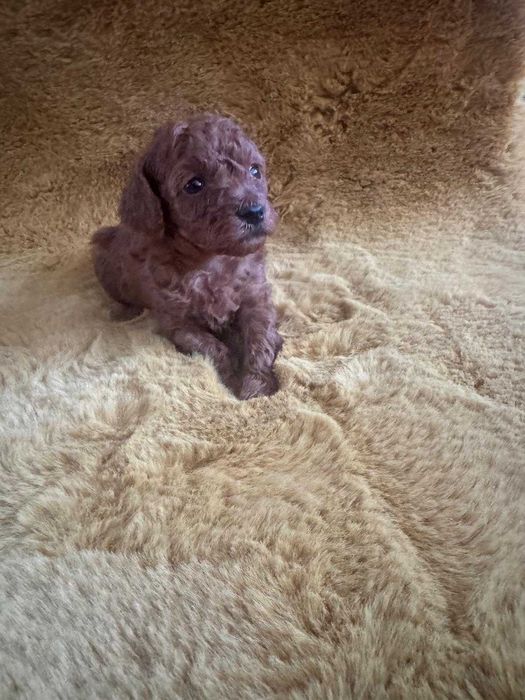 Pudel Toy – fetiță RED, pedigree