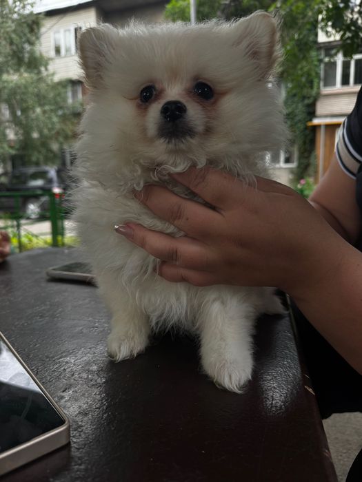 Продаются щенки шпица