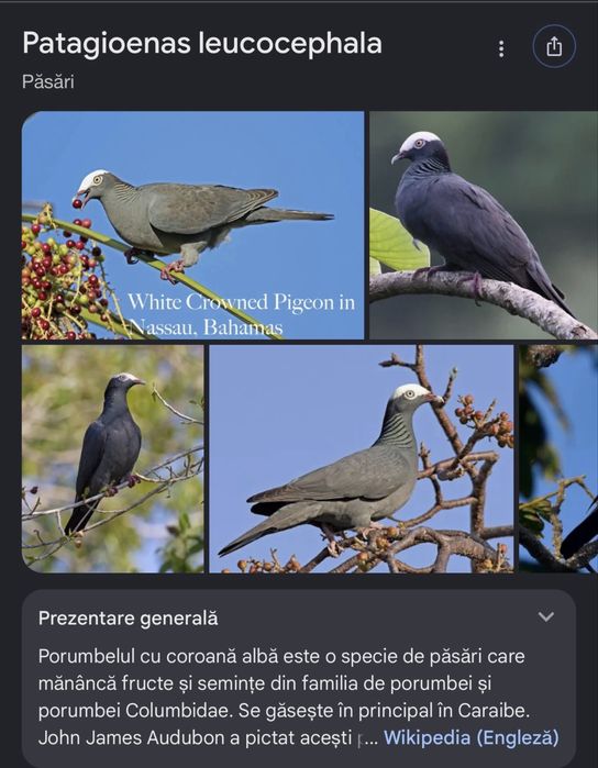 Porumbei/turturele exotice