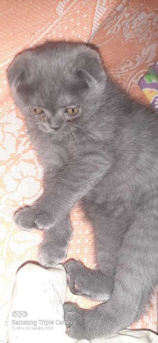 Продаются вислаухие котята Шотландской породы