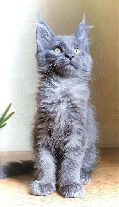 Породистые котята породы мейн-куна
