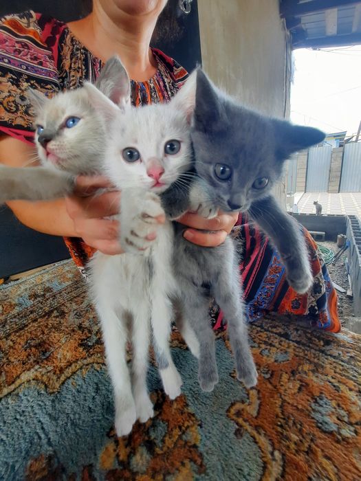 Отдадим котят в добрые руки