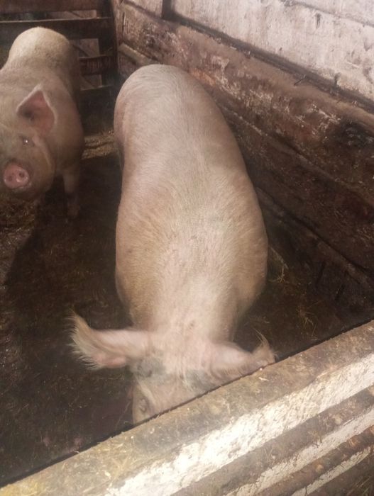 Продам отличного хряка