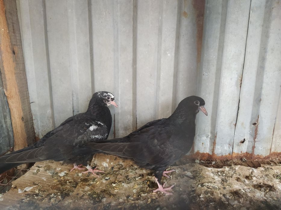 Пискуны Чили Смесь.