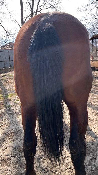 Vând cal foarte cuminte !