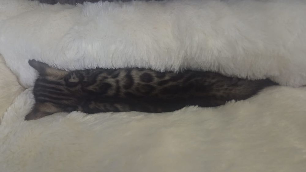 Котёнок бенгальской породы