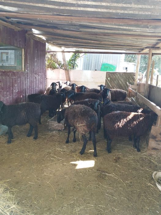 Койлар, токтылар сатылады