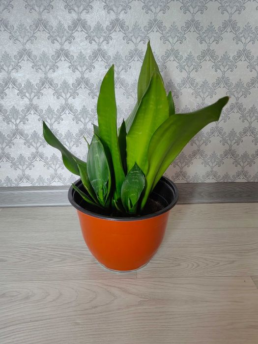 Цветы и Растения