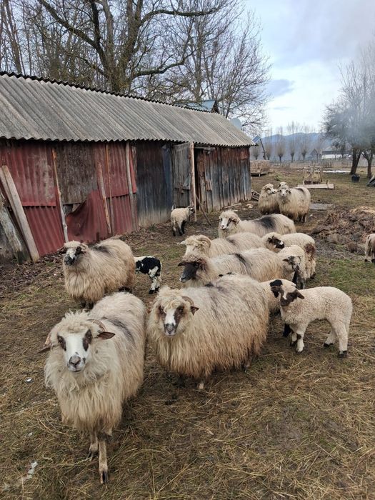 Oi cu miei de vanzare