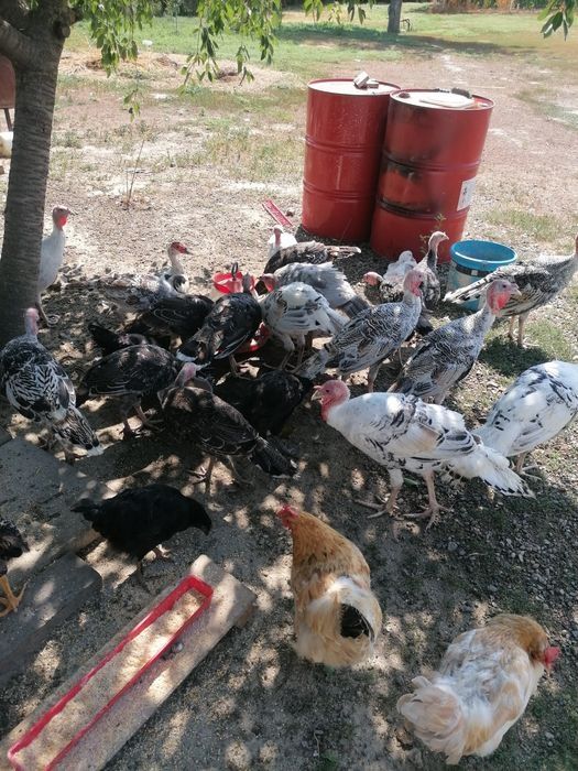 Pui de curca de țară toate culorile