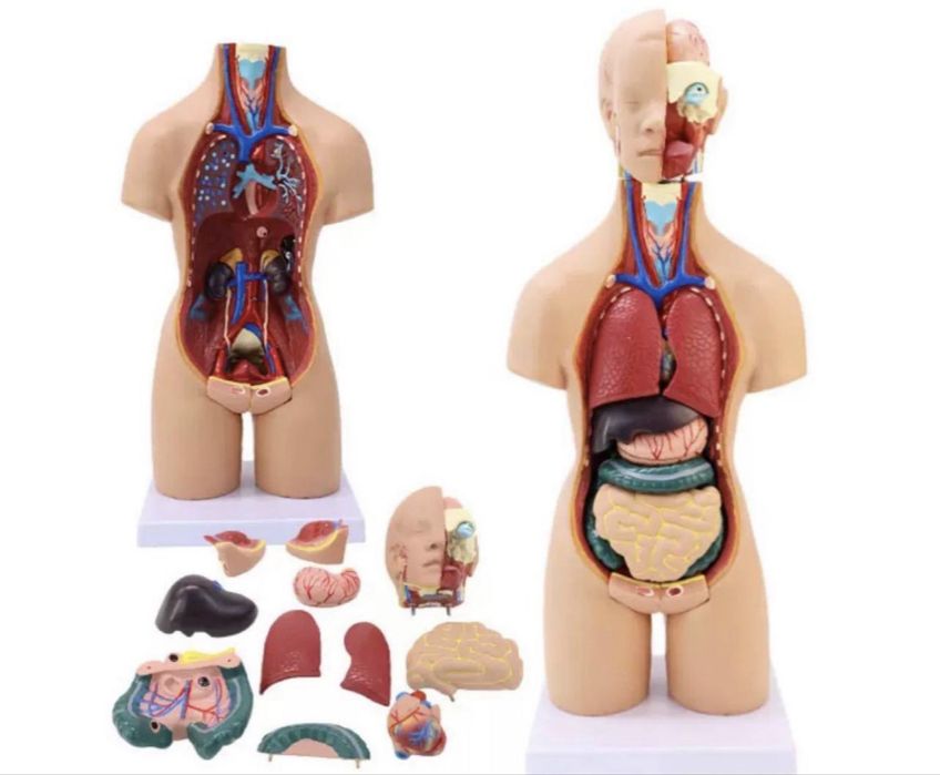 Анатомический ТОРС макет 85 см 19 частей.Anatomik Tors 85 sm 19 chasty