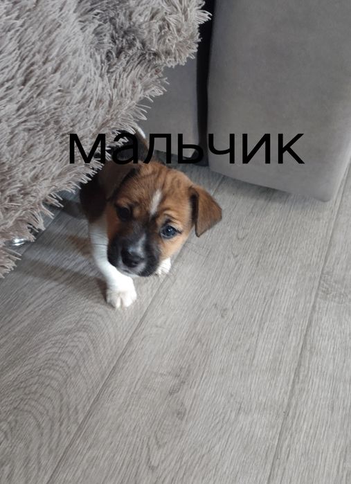 Джек рассыл готовы к переезду