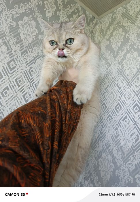 Britanskiy shinshilla sotiladi